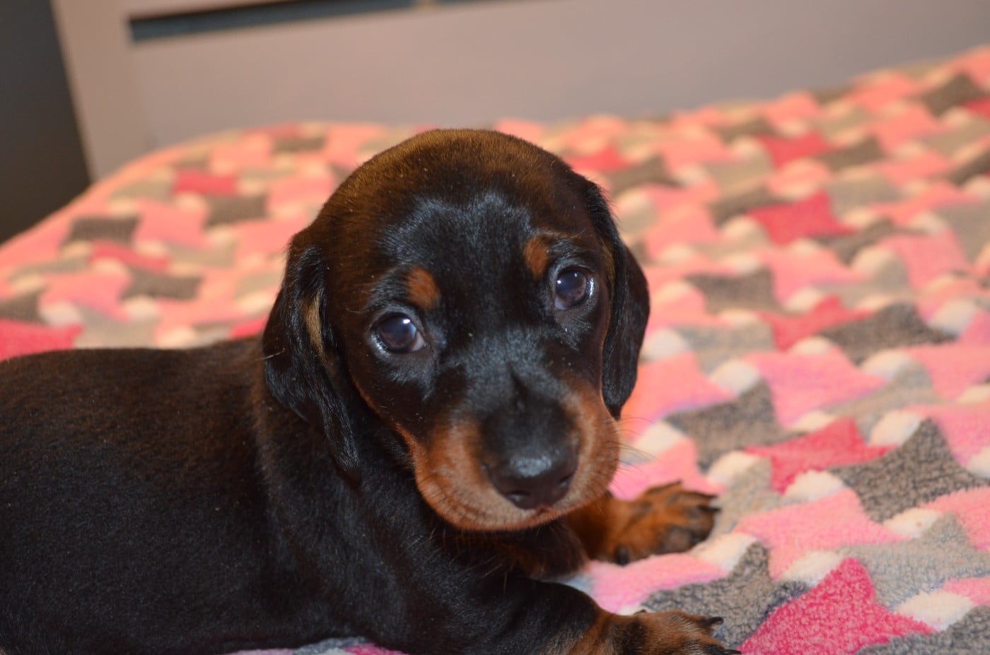 Chiot N°2
