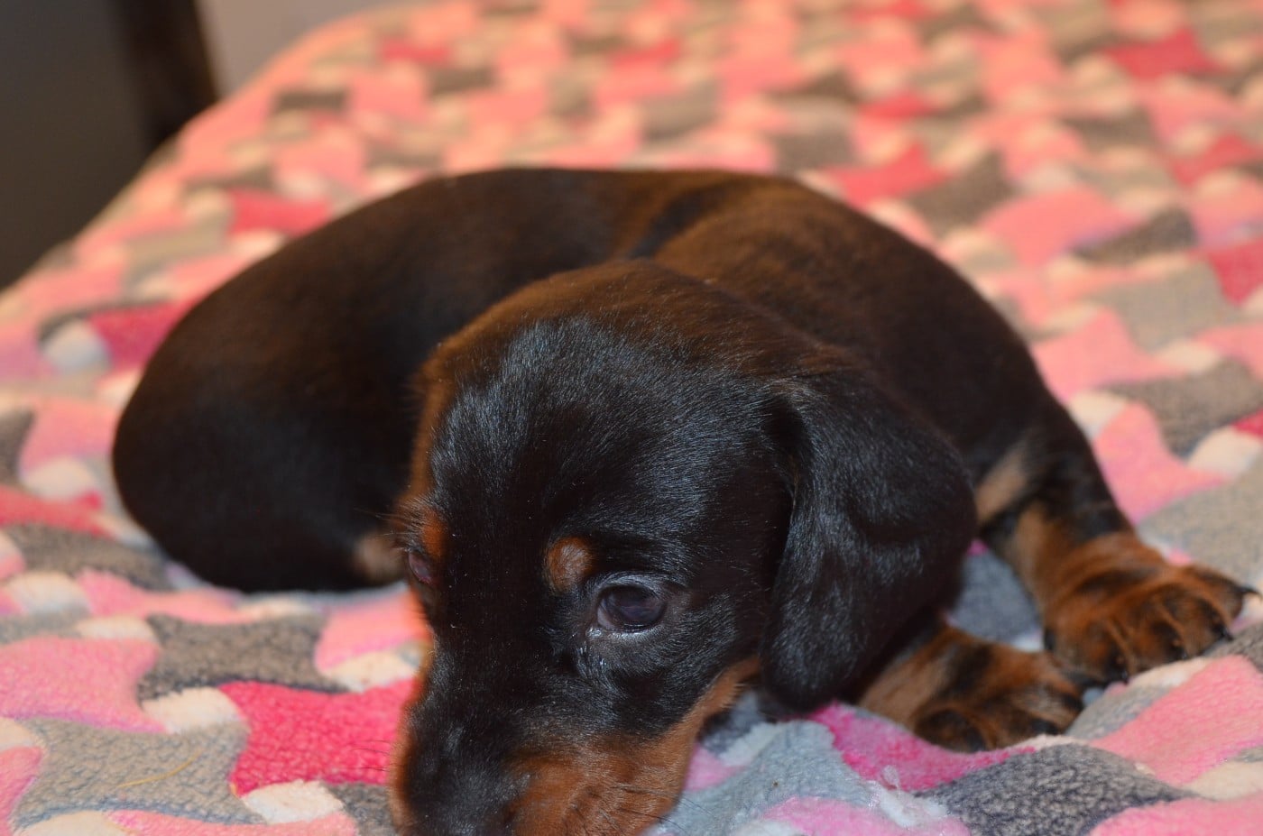Chiot N°2
