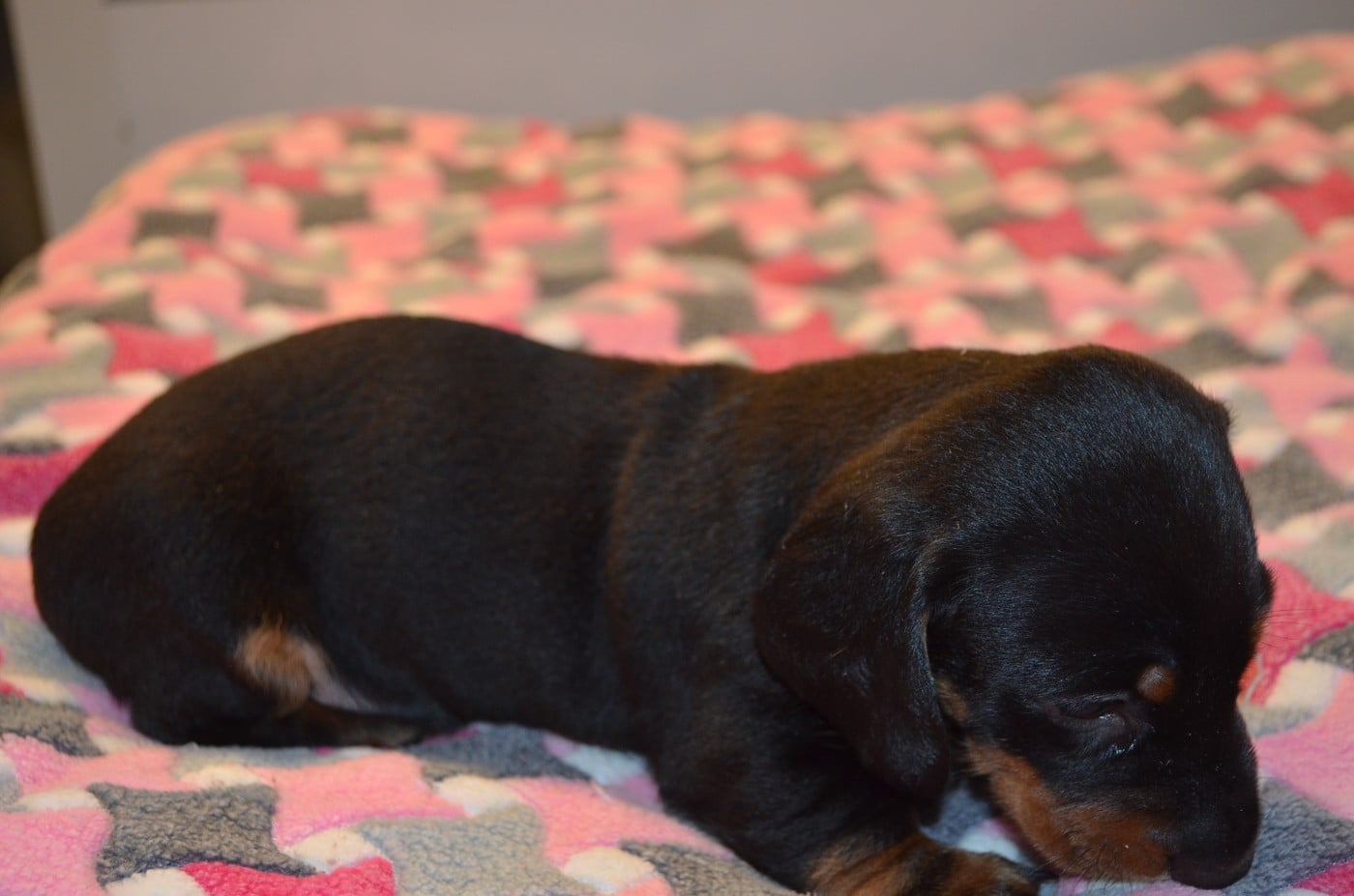Chiot N°2