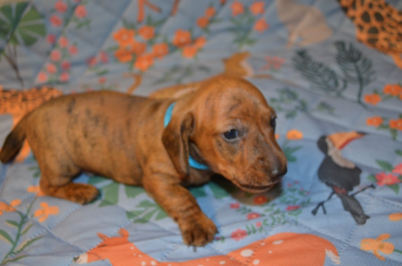 Chiot N°1
