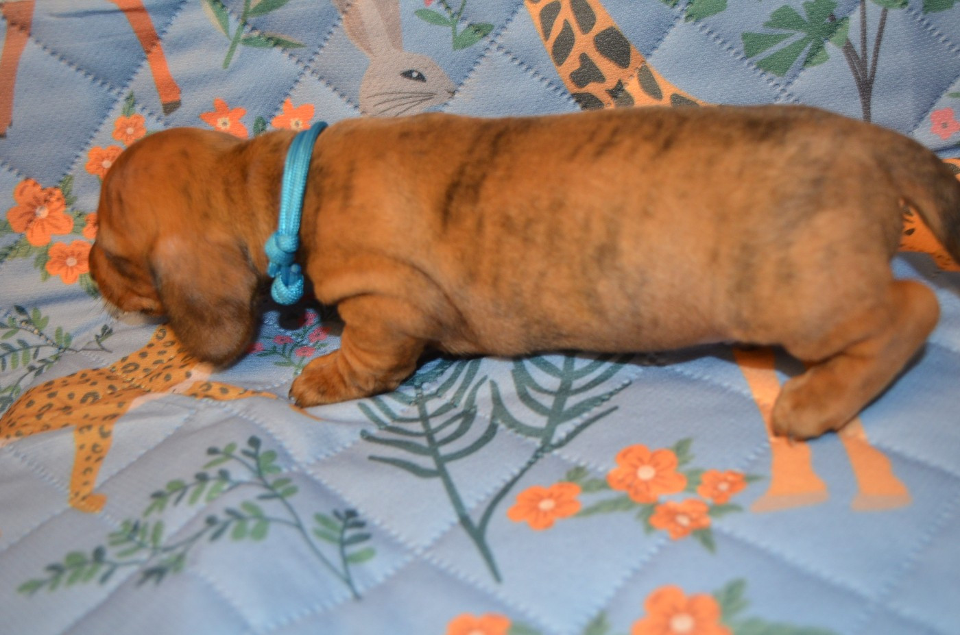 Chiot N°1