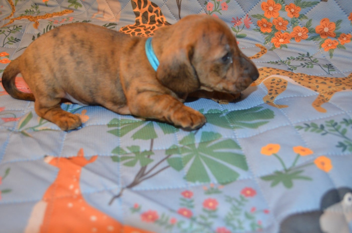 Chiot N°1