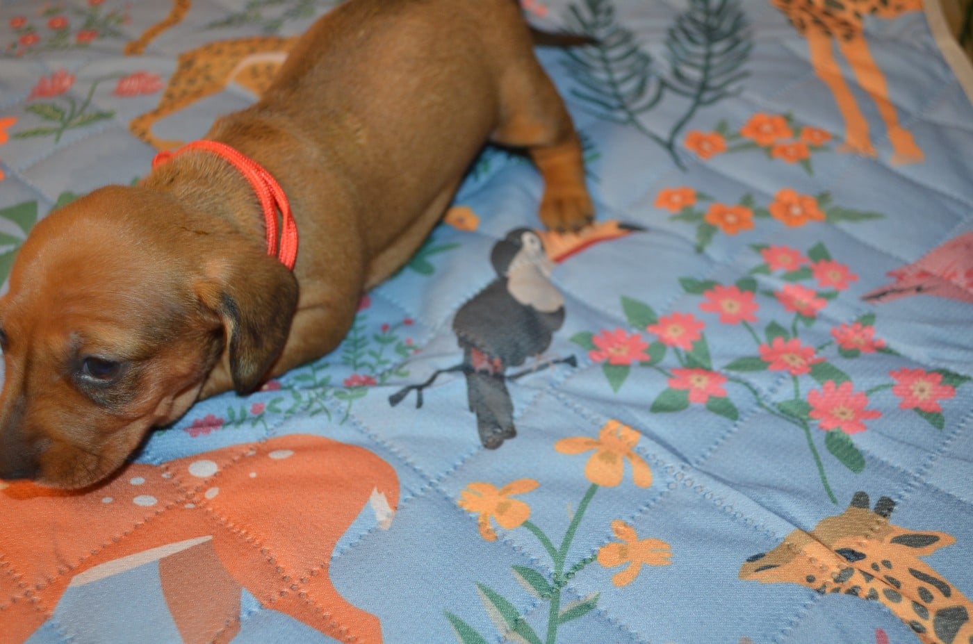 Chiot N°3