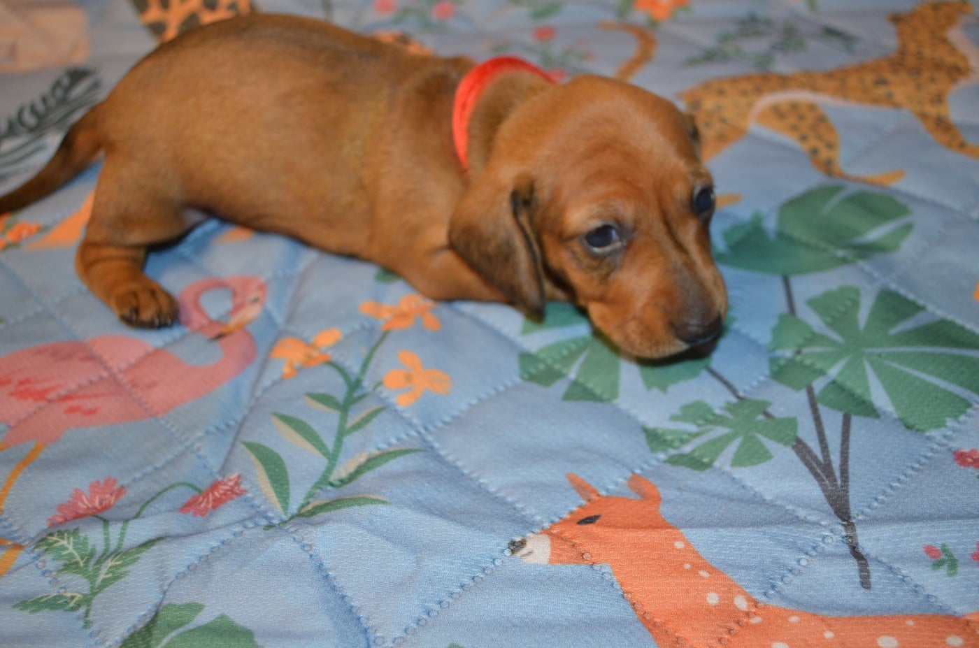 Chiot N°3