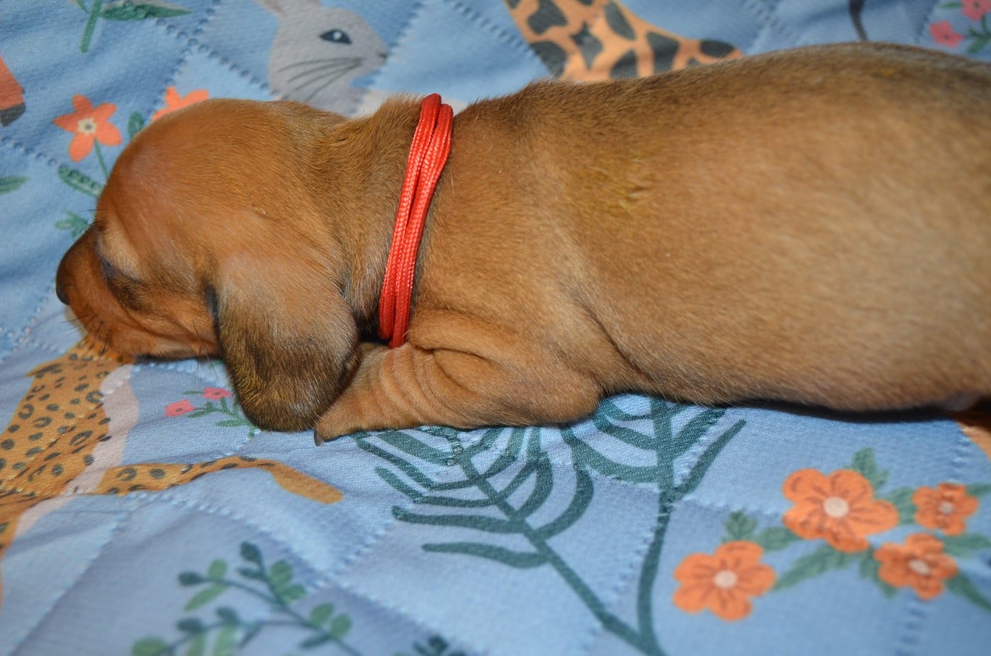 Chiot N°3