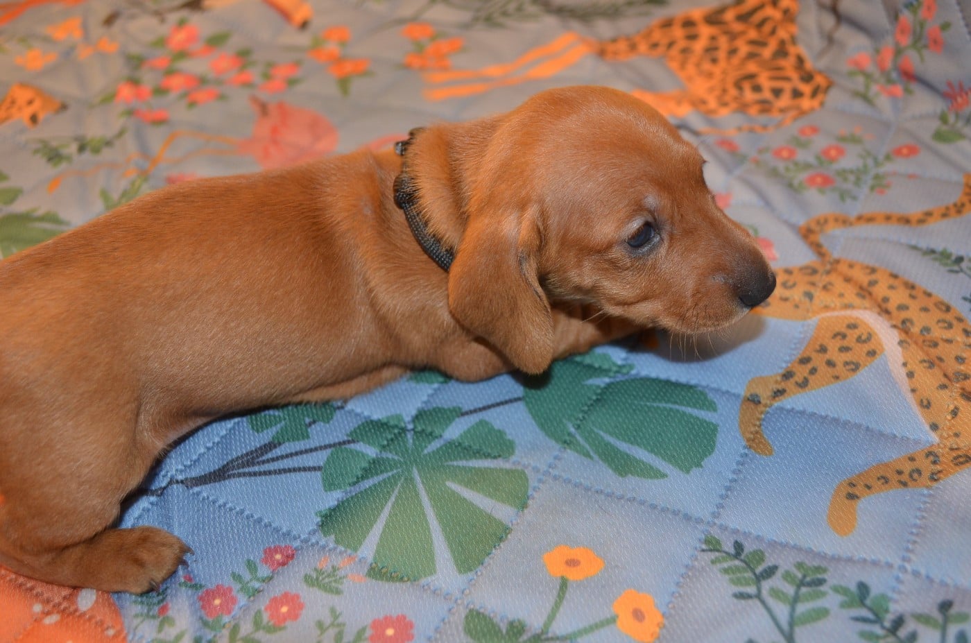 Chiot N°4