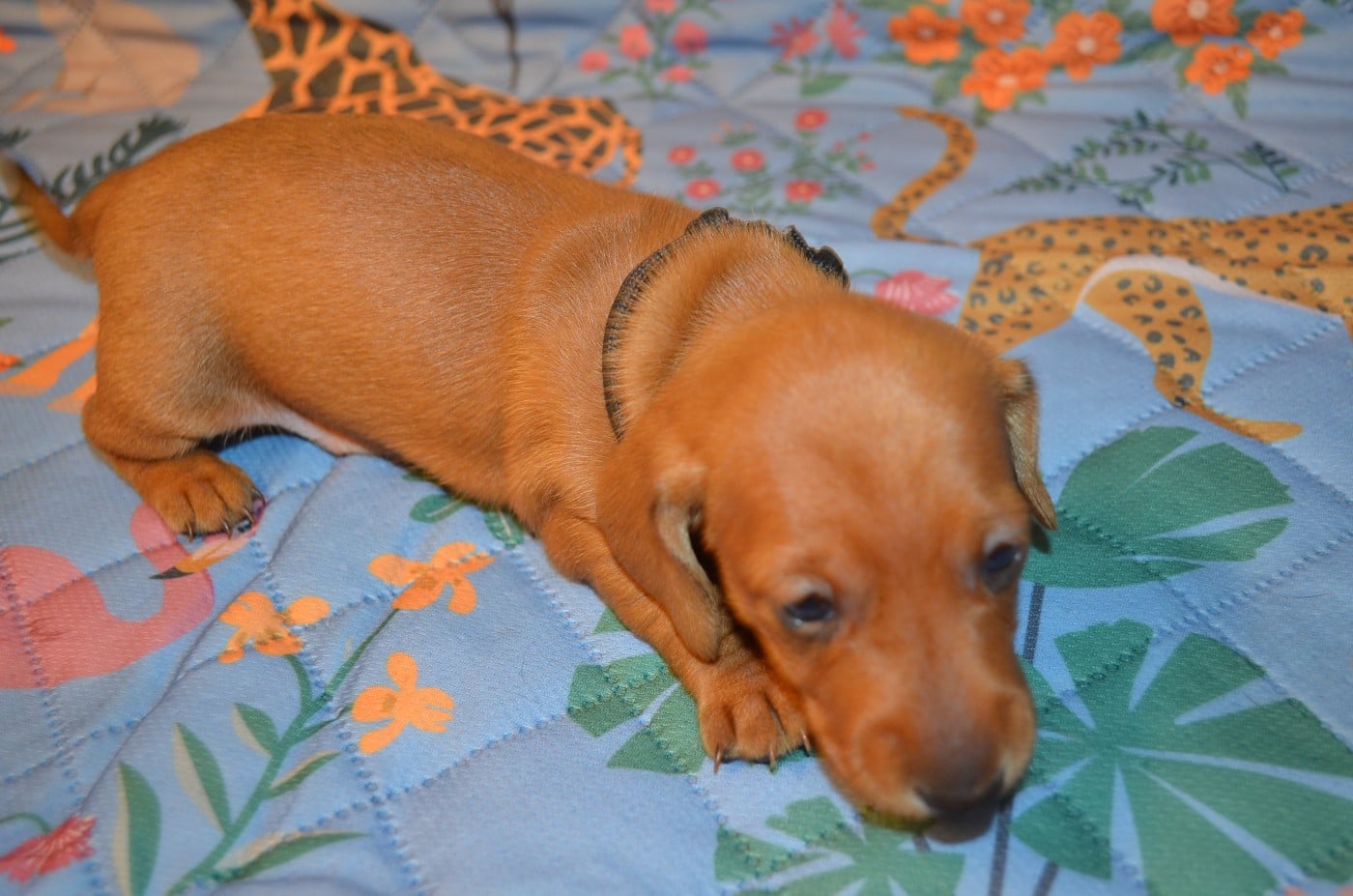 Chiot N°4