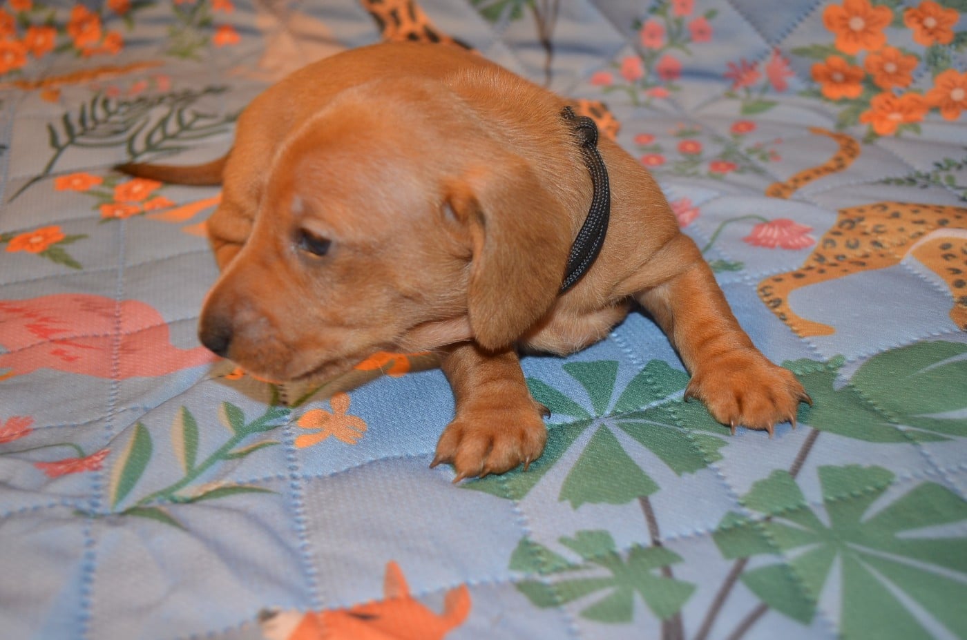 Chiot N°4