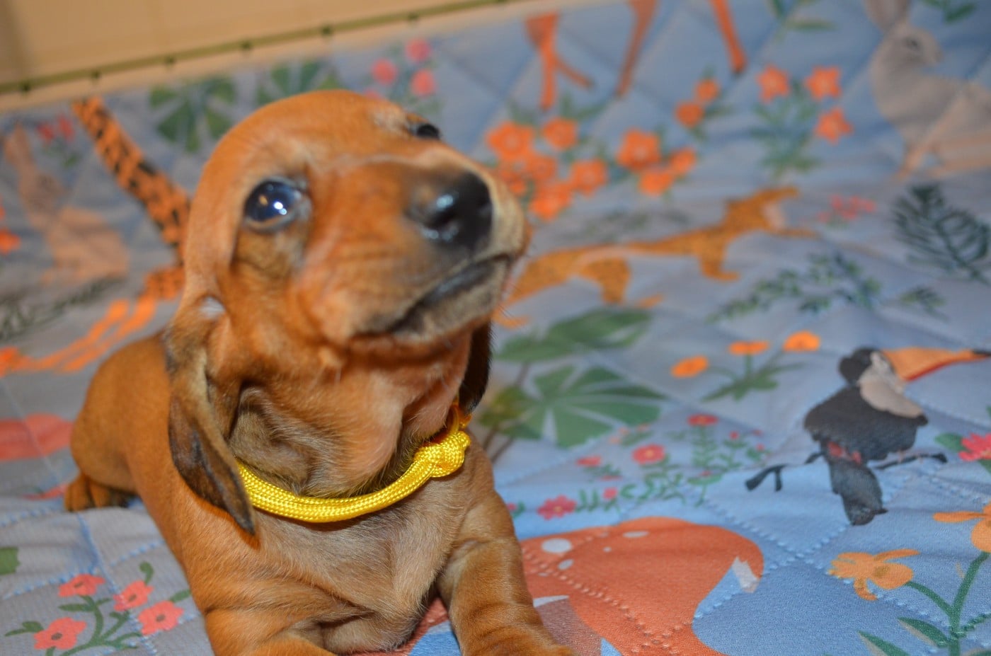 Chiot N°5