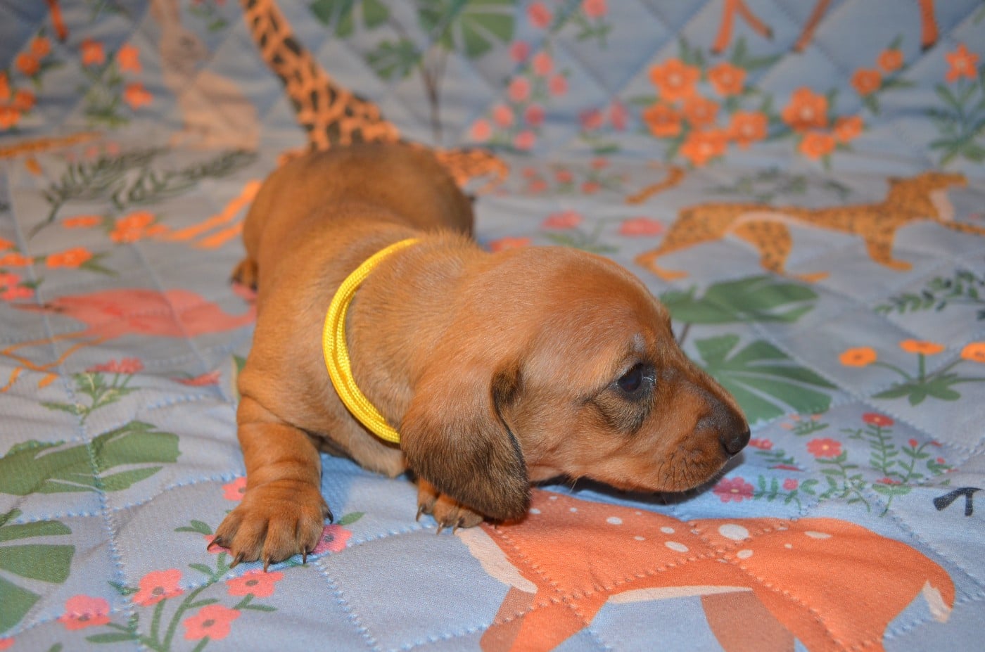 Chiot N°5