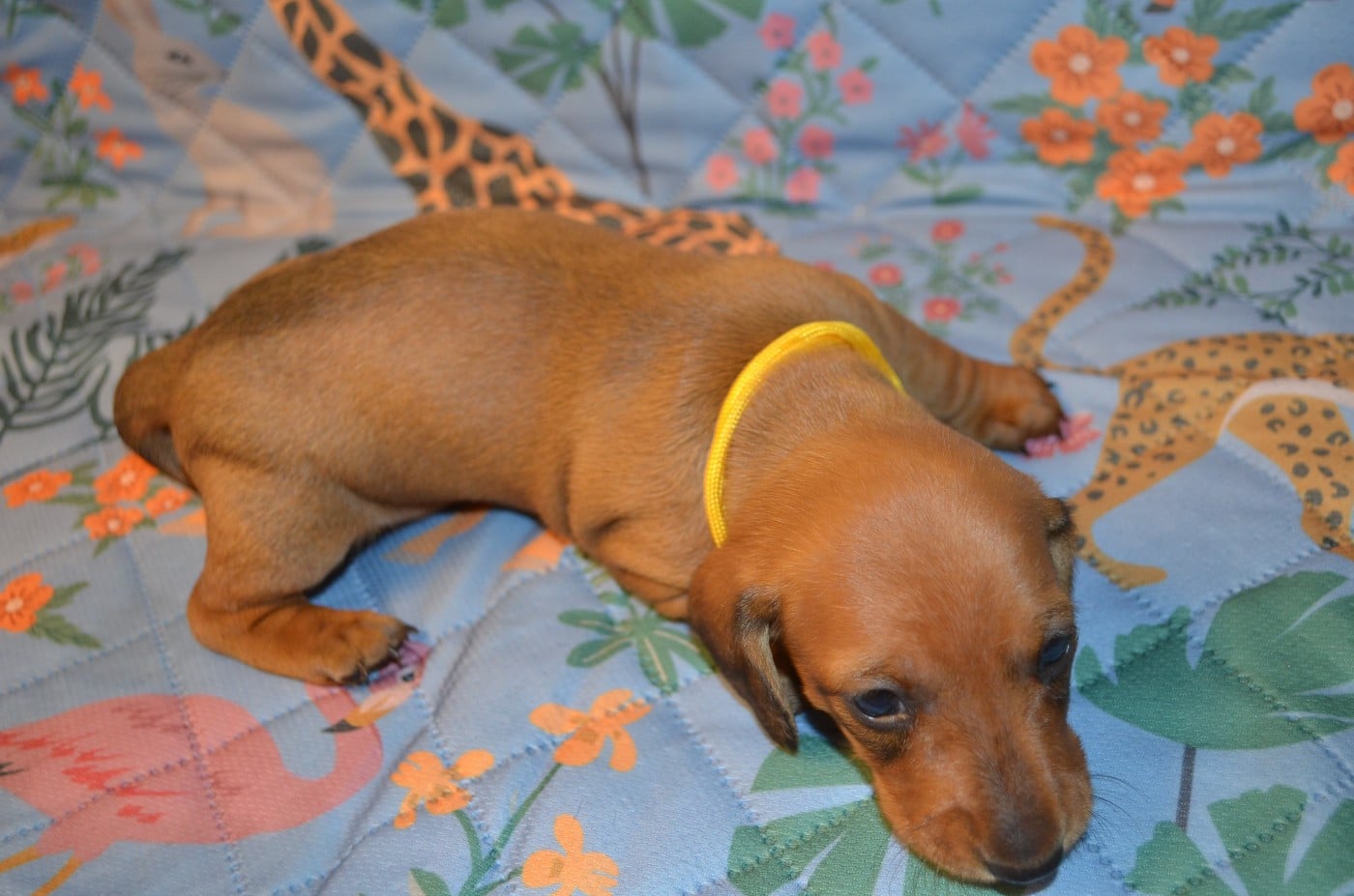 Chiot N°5