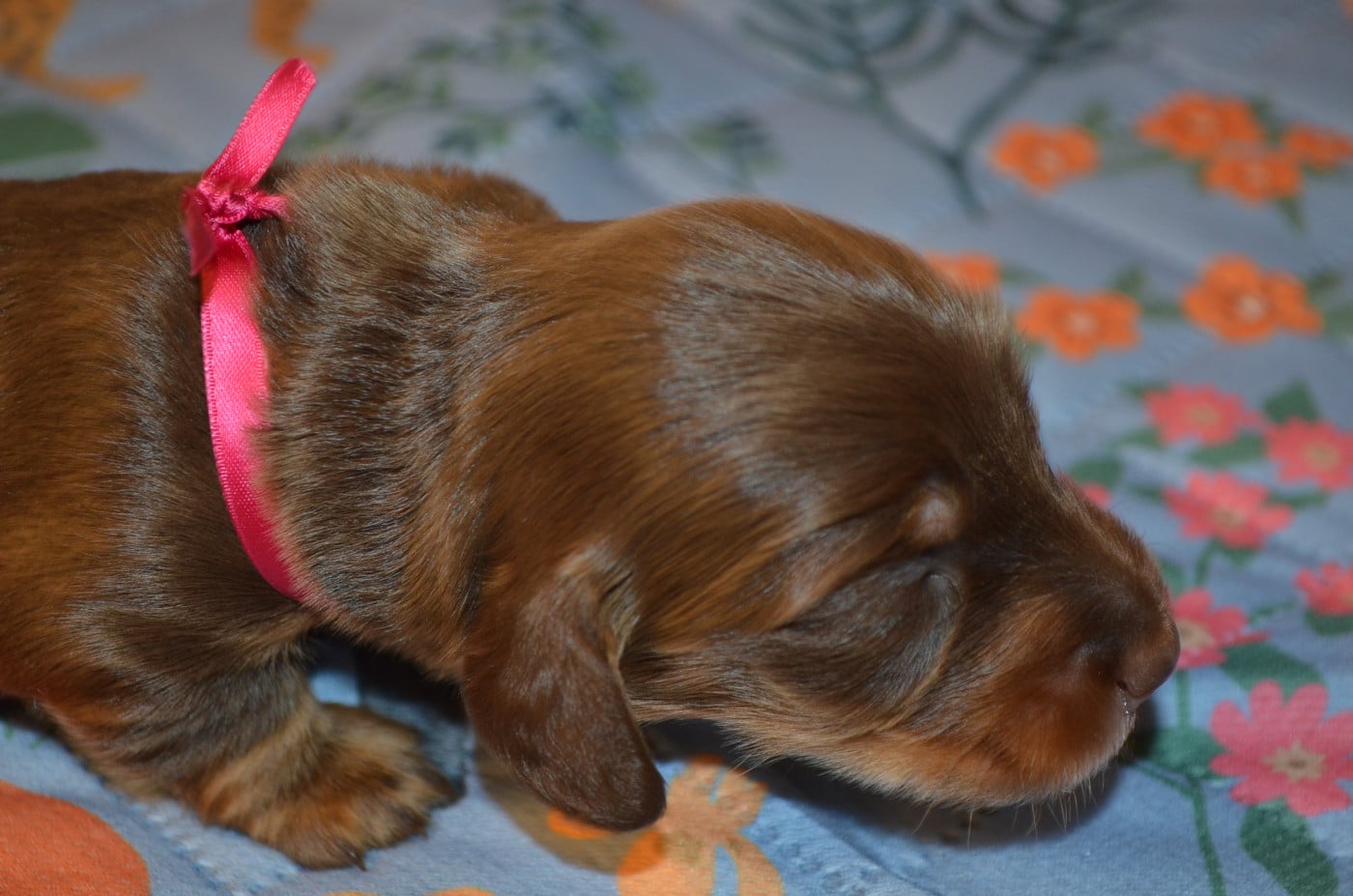 chiot 1