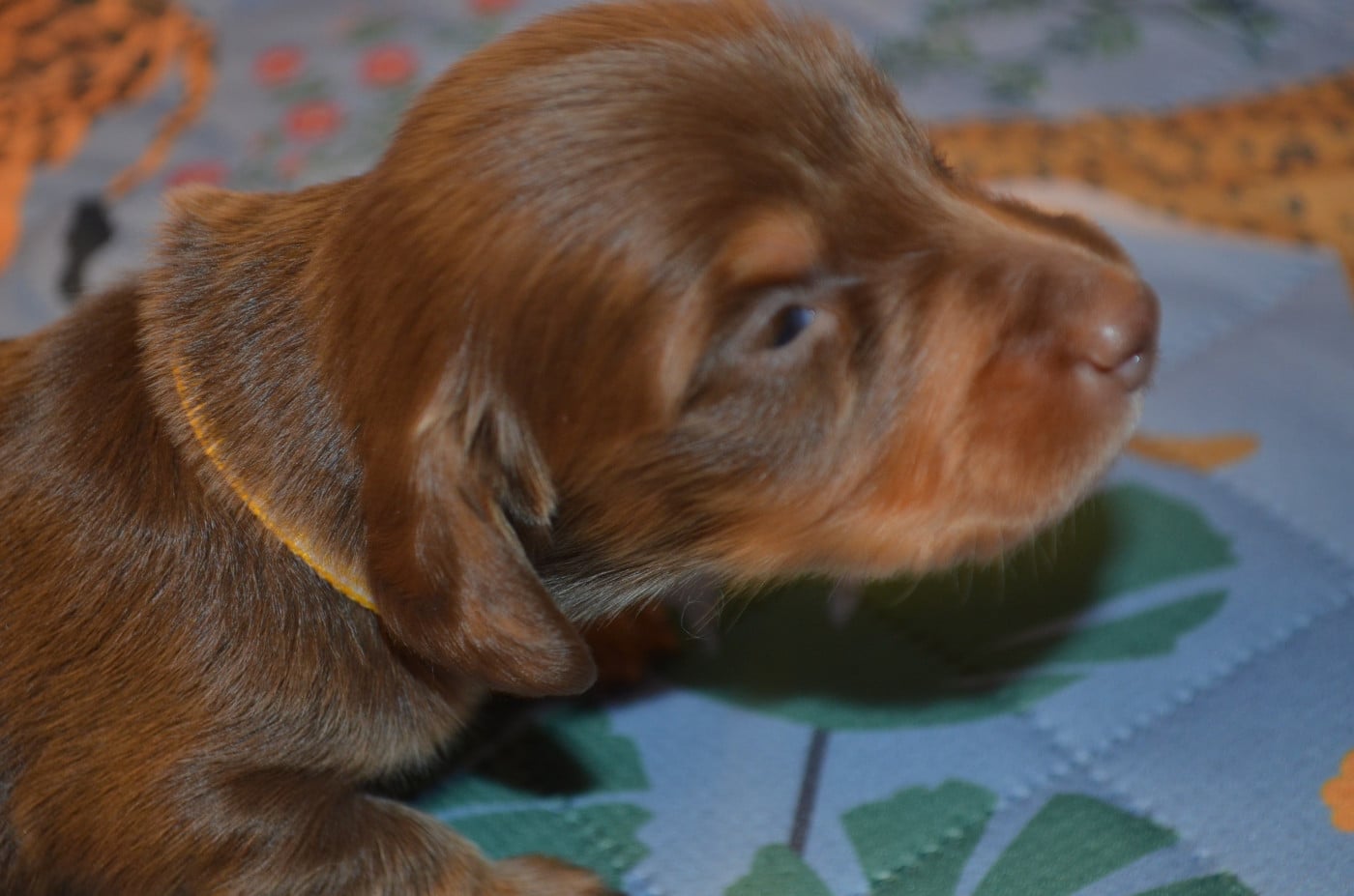 chiot 2
