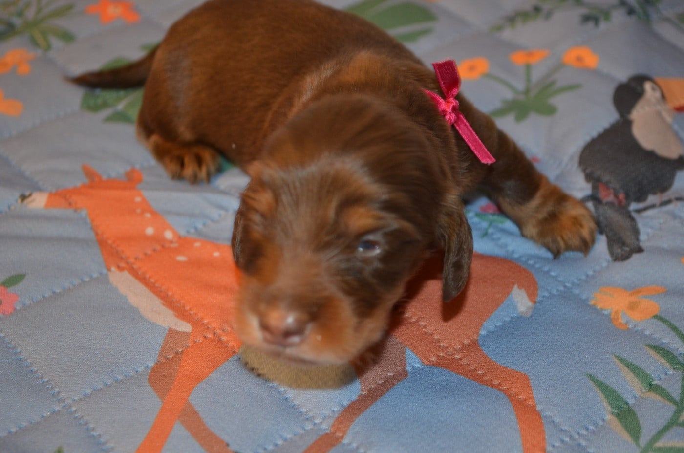 chiot 1