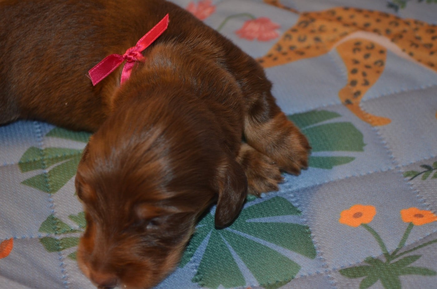 chiot 1