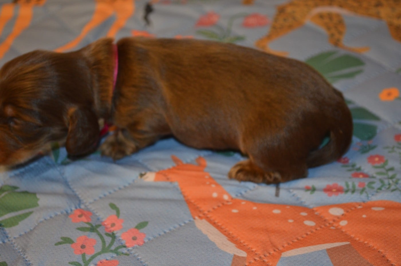 chiot 1