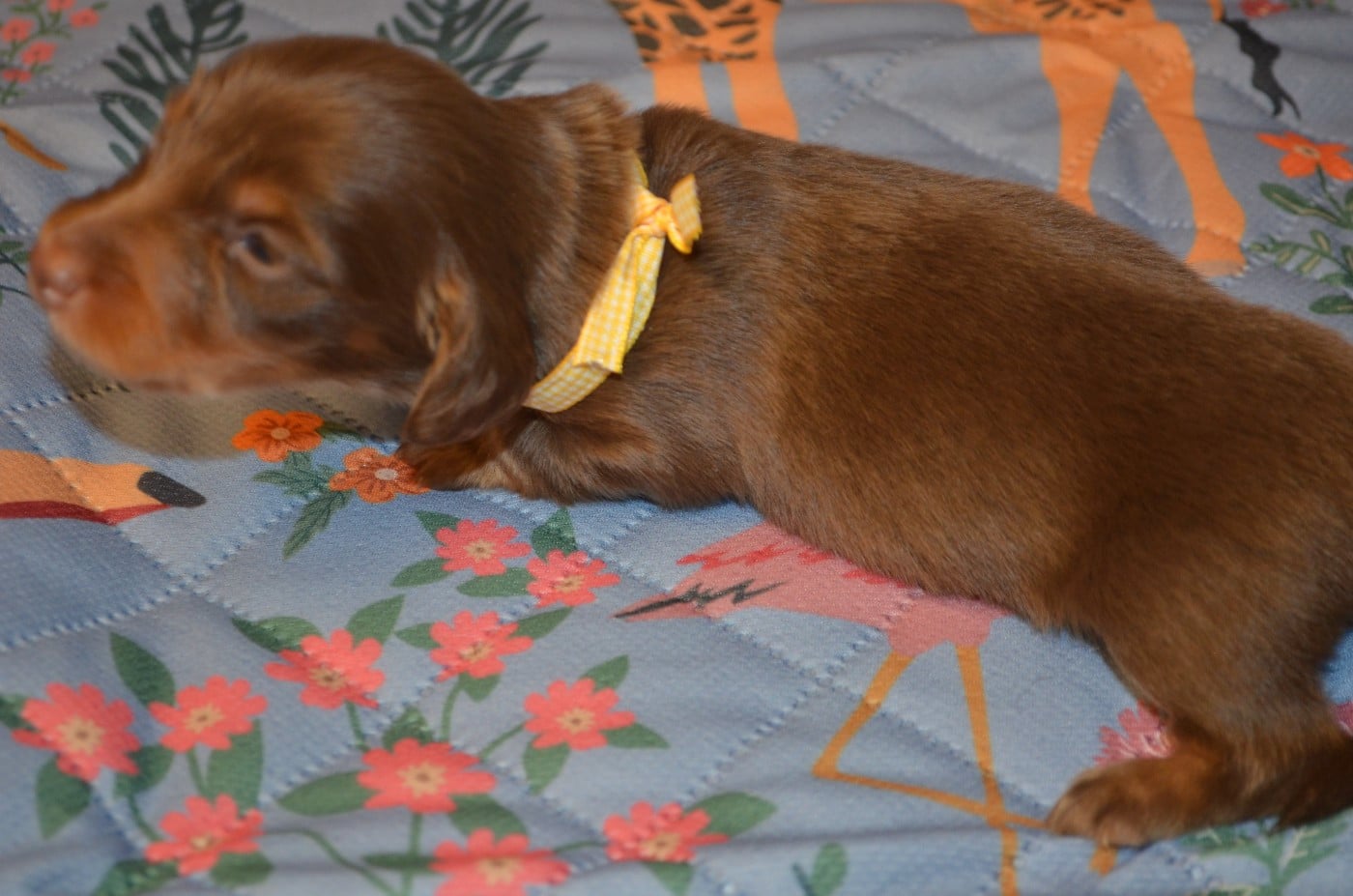 chiot 2