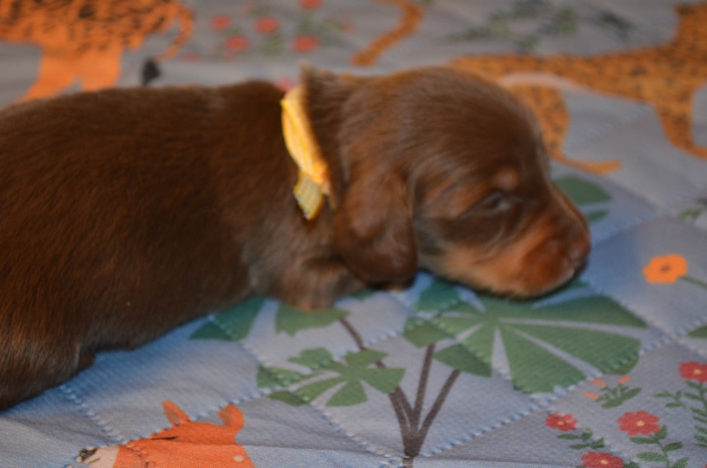 chiot 2
