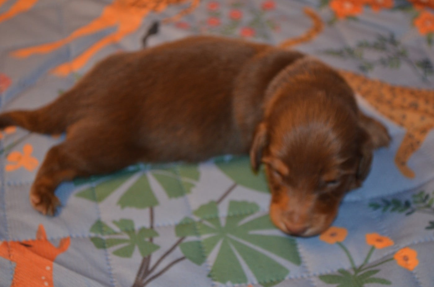 chiot 2