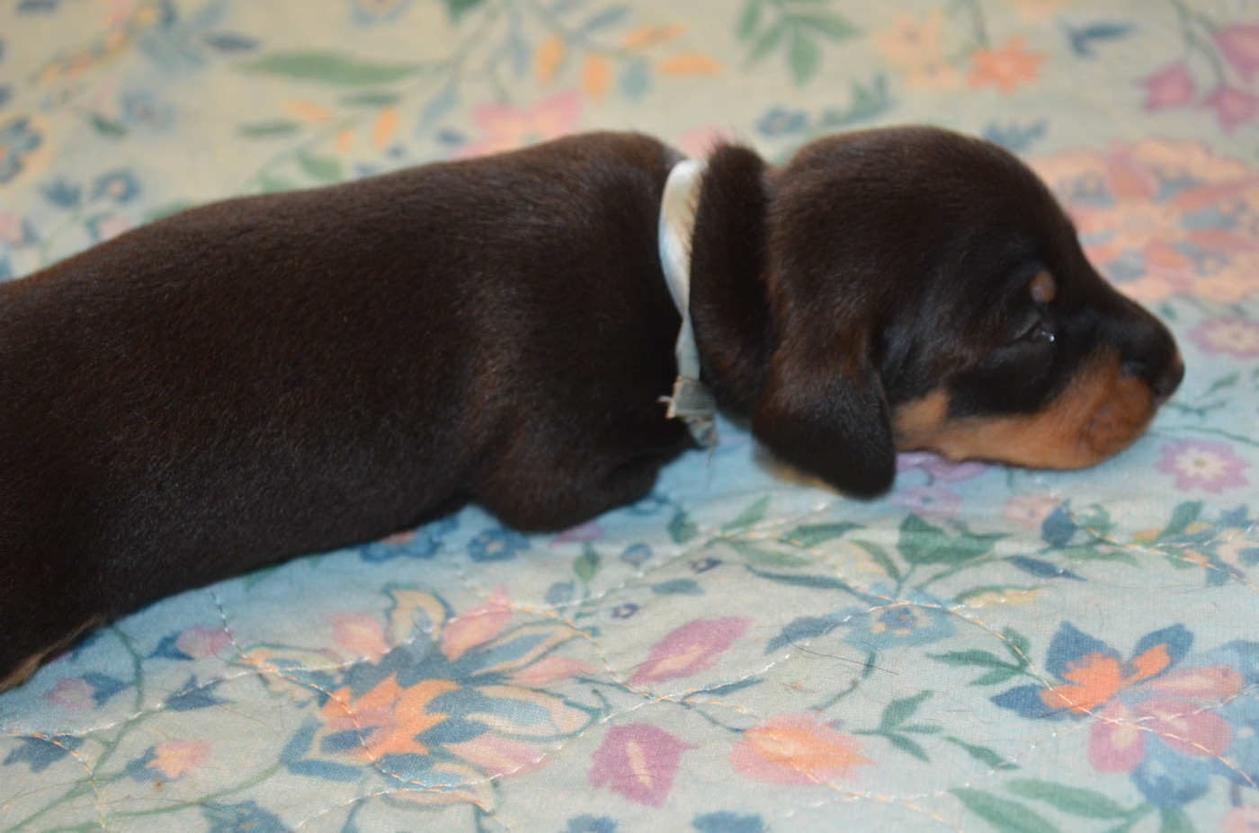 Chiot N°2