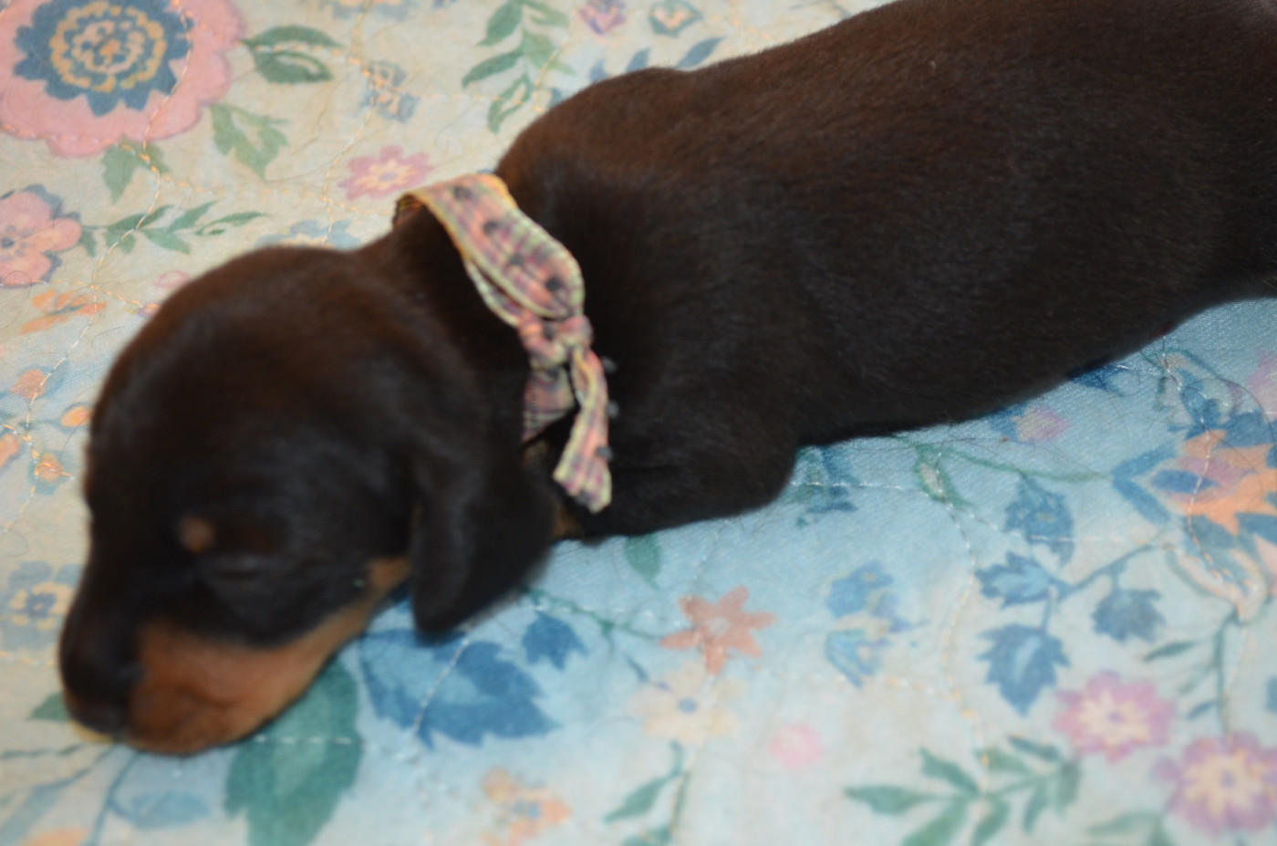 Chiot N°4