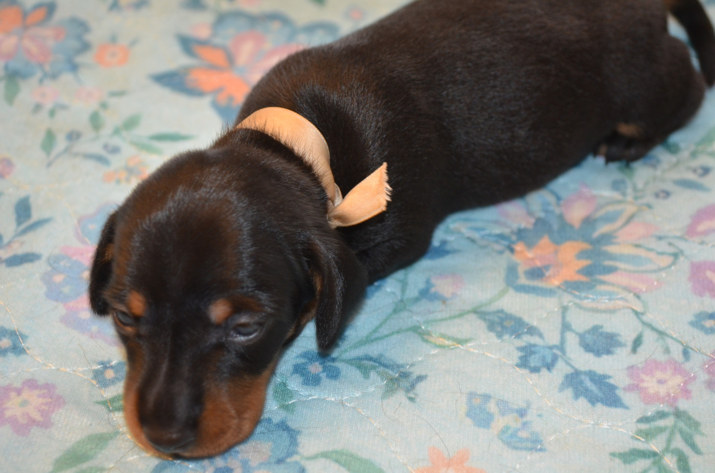 Chiot N°5