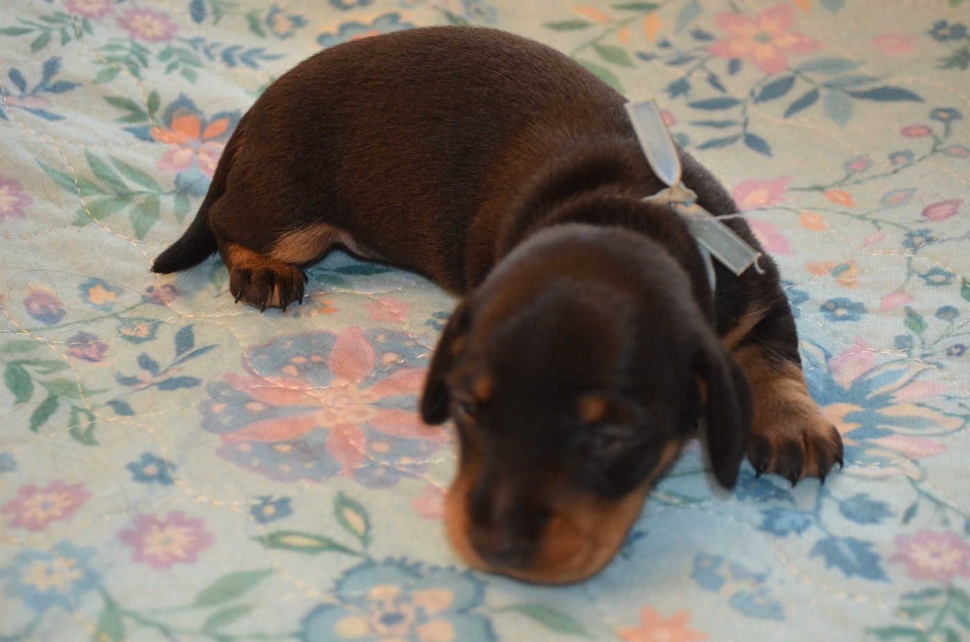 Chiot N°2