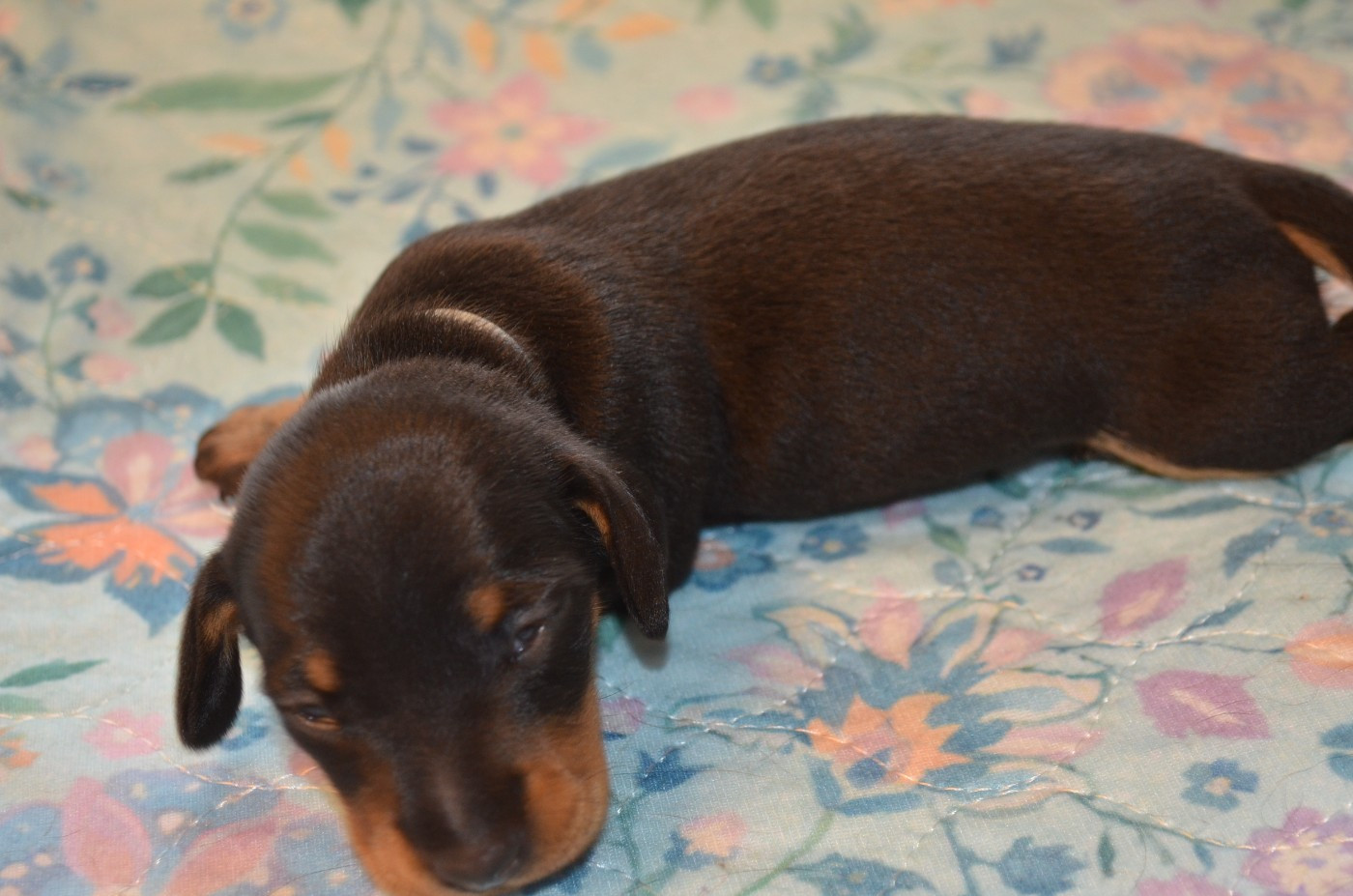 Chiot N°2