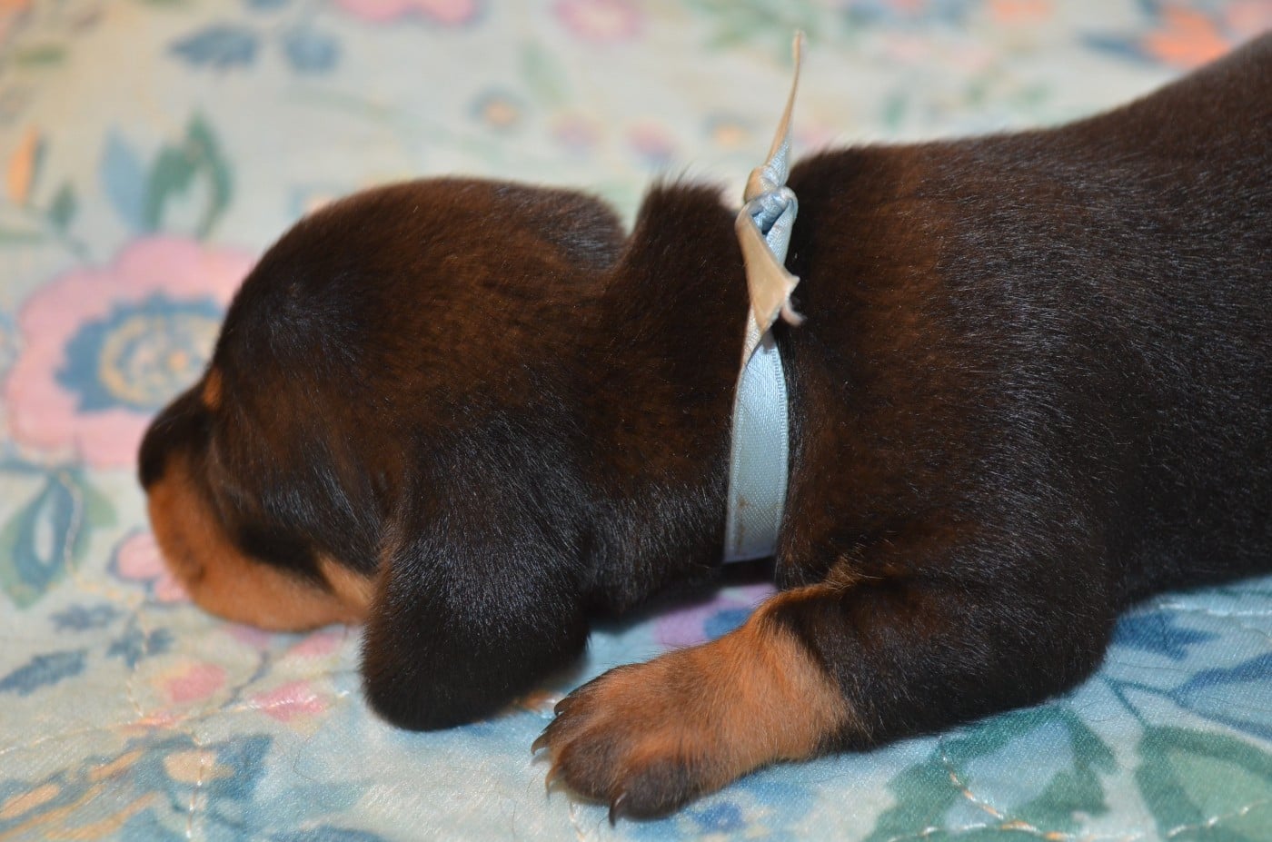 Chiot N°2