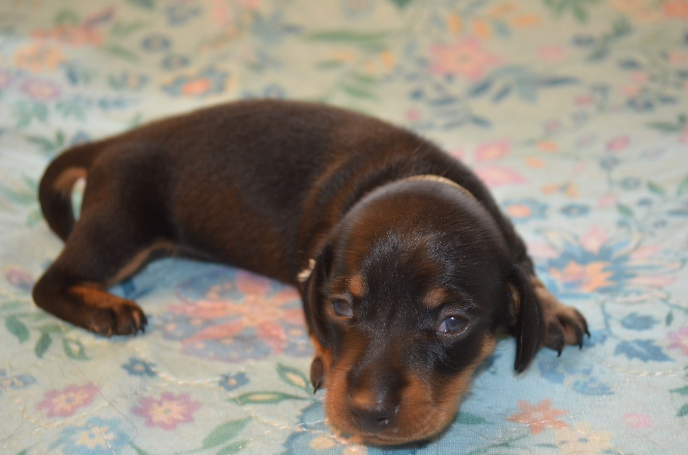 Barney