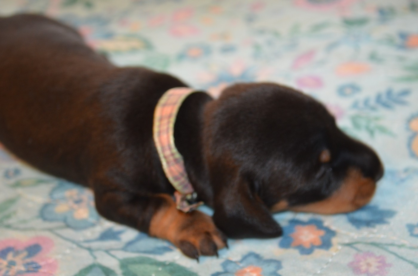 Chiot N°4