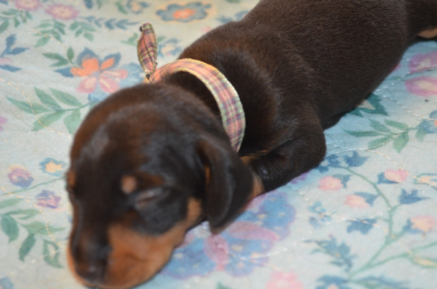 Chiot N°4