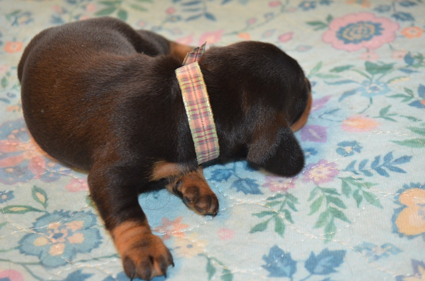 Chiot N°4