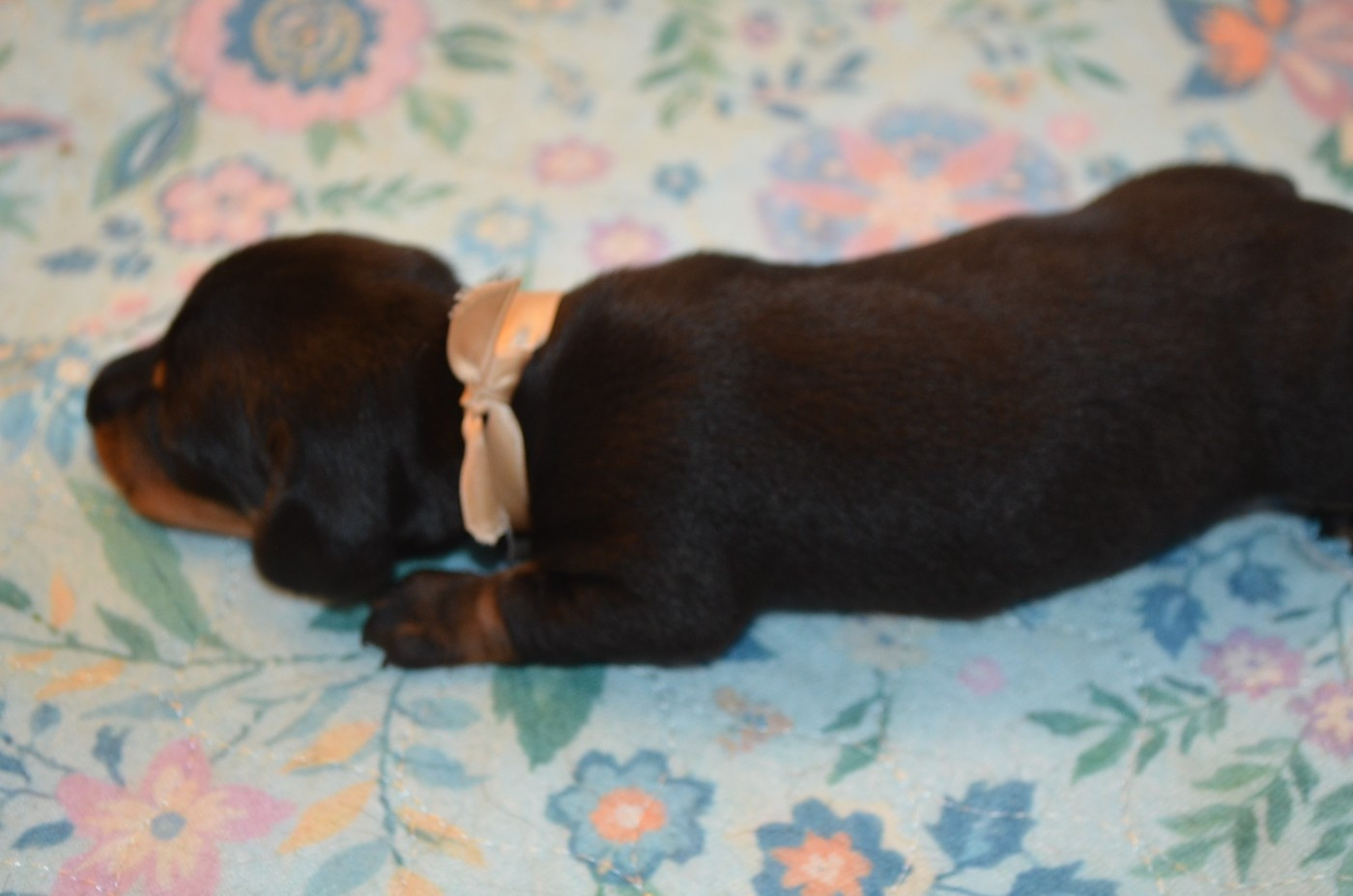Chiot N°5