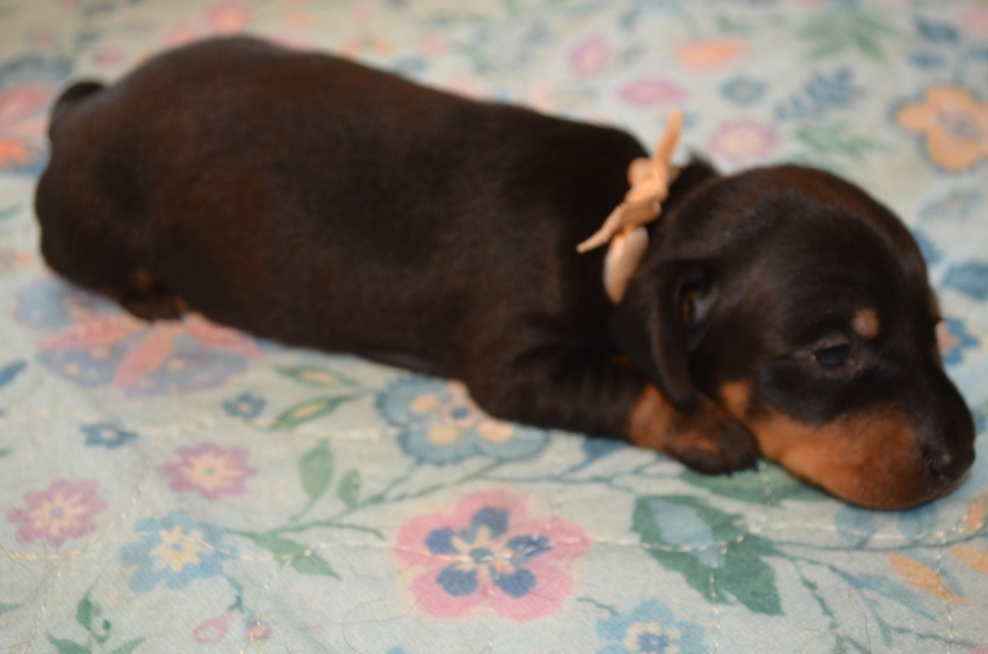 Chiot N°5