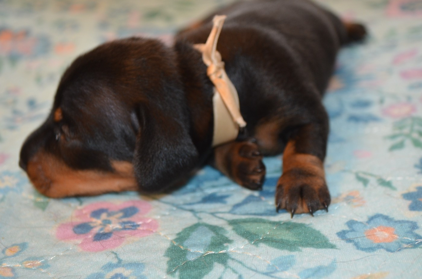 Chiot N°5