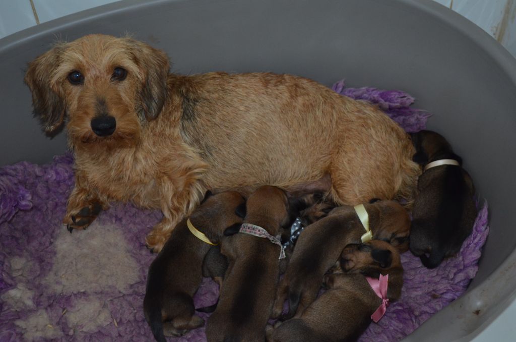 Teckel poil dur - Du Clos Des Bords De Mer