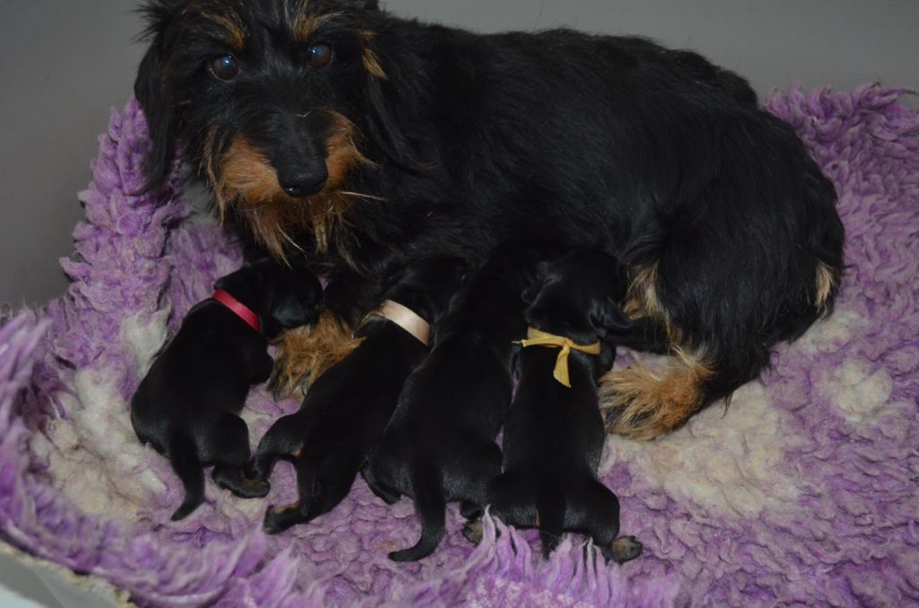 Teckel poil dur - Du Clos Des Bords De Mer