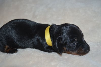 Les chiots de Teckel poil ras