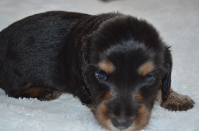 Les chiots de Teckel poil long