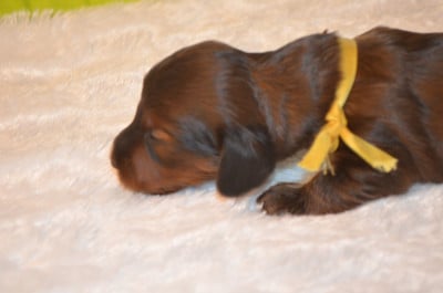 Les chiots de Teckel poil long