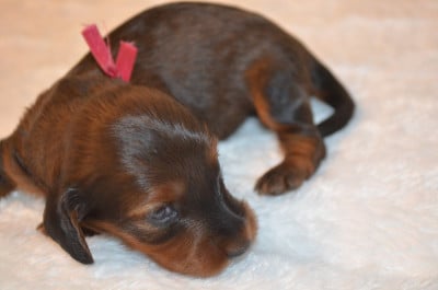 Les chiots de Teckel poil long