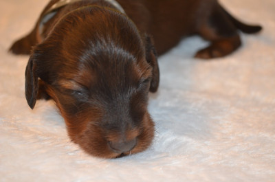 Les chiots de Teckel poil long