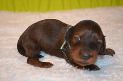 Les chiots de Teckel poil long