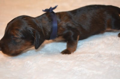 Les chiots de Teckel poil long