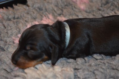 Les chiots de Teckel poil ras