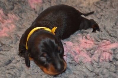 Les chiots de Teckel poil ras