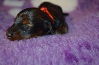 Les chiots de Teckel poil long