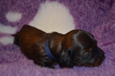 Les chiots de Teckel poil long