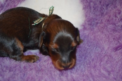 Les chiots de Teckel poil long